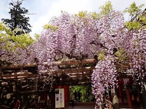 13076726_1033907093350784_6519581430872174432_n